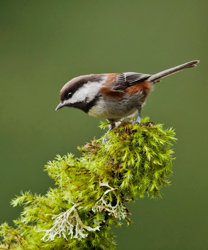 Chestnutbacked Chickadee1