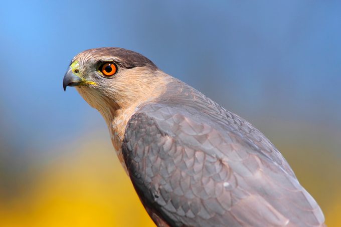 Coopers Hawk Accipiter Cooperii bad birds