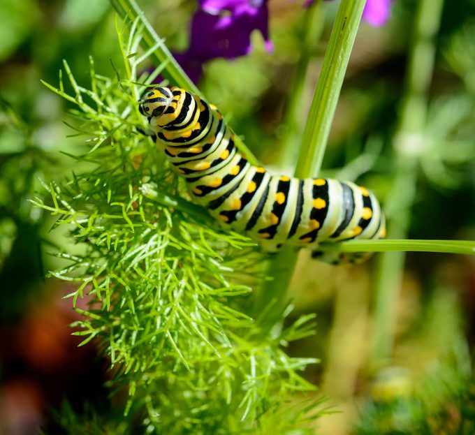 Black Swallowtail Caterpillar Feeding On Fennel In Garden With Purple Flowers.