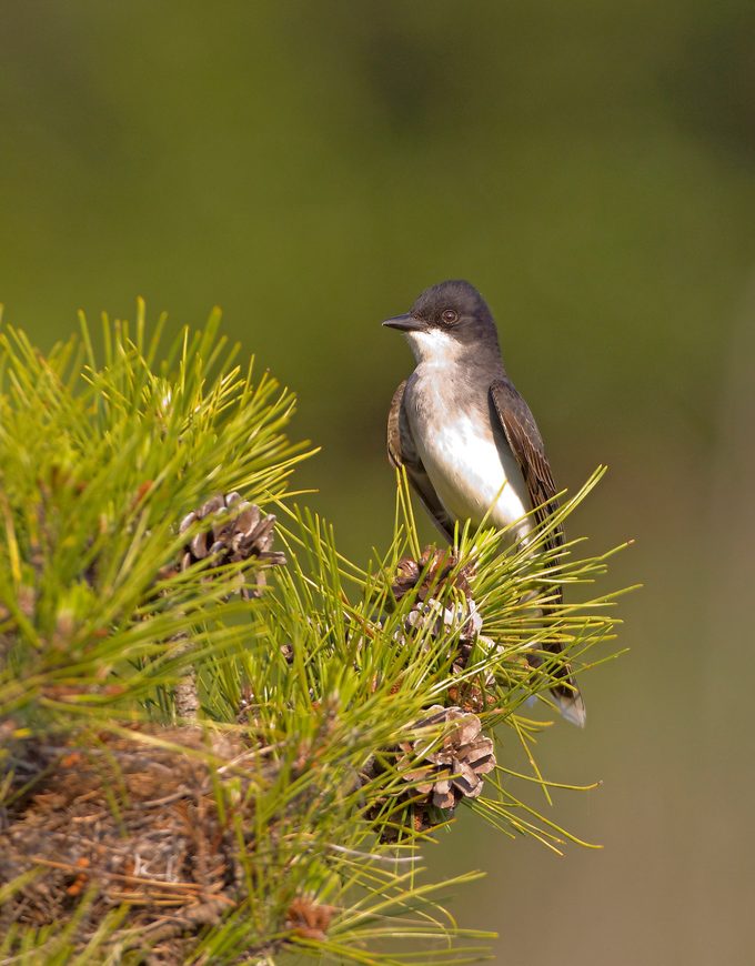 Easternkingbird2587