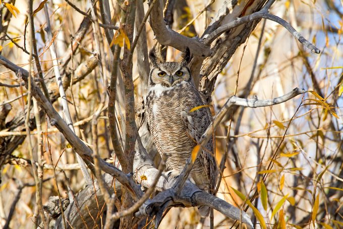 Ghowl 2853 camouflage in birds