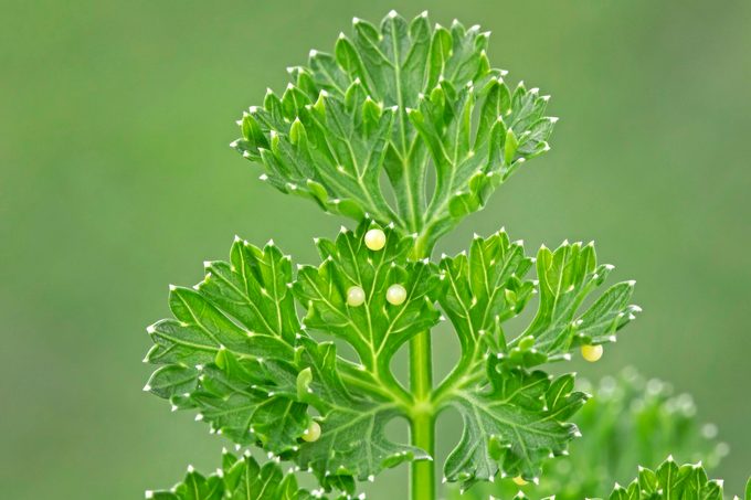Eastern Black Swallowtail Butterfly Eggs On Parsley
