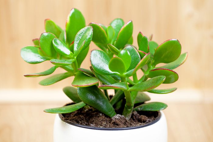 Jade plant, lucky plant, money plant or money tree, (Crassula ovata) common houseplants