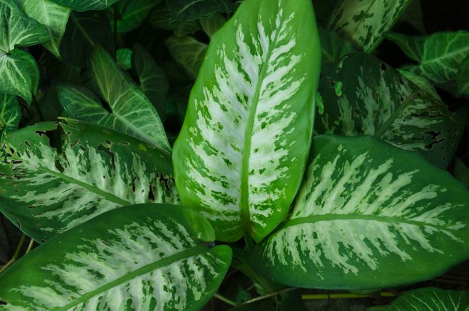 Dieffenbachia seguine, plants toxic to cats