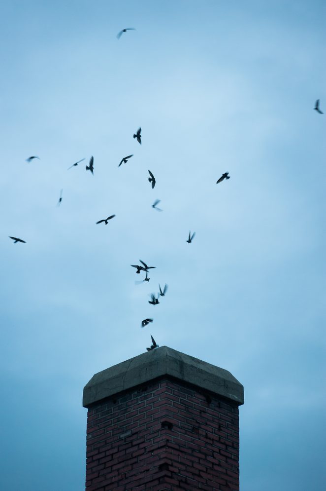 Chimney swifts (Chaetura pelagica), Fredericton, New Brunswick, Canada