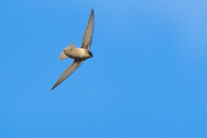 Vaux's Swift inverts in flight under a blue sky