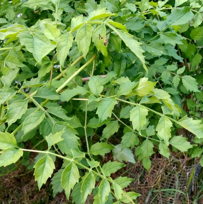 trumpet vine