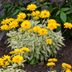 False Sunflower Plant Care and Growing Tips