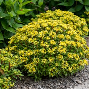 Pw Sedum Bright Idea Apj21 11 stonecrop varieties