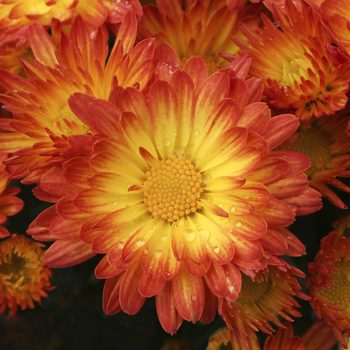 Pwgarden Mum Stacy Dazzling Orange Bloom 13513 0