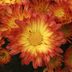 Garden Mum vs Florist Mum: What's the Difference?