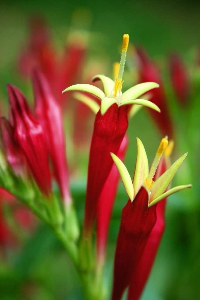 indian pink tubular shaped flowers for hummingbirds