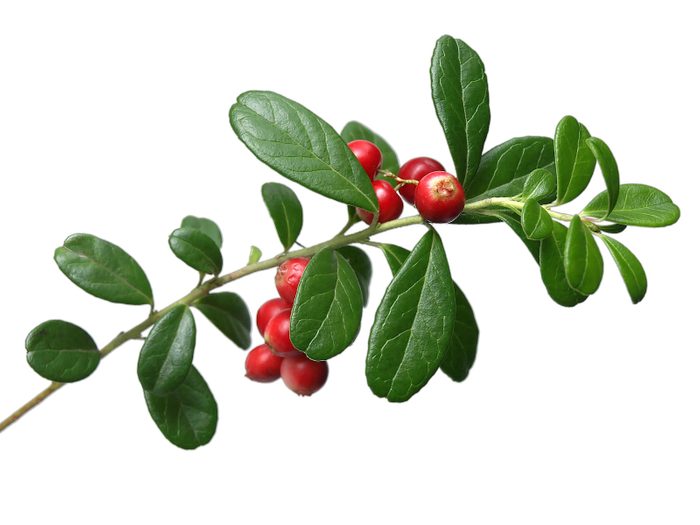 Lingonberry,(vaccinium,vitis Idaea)