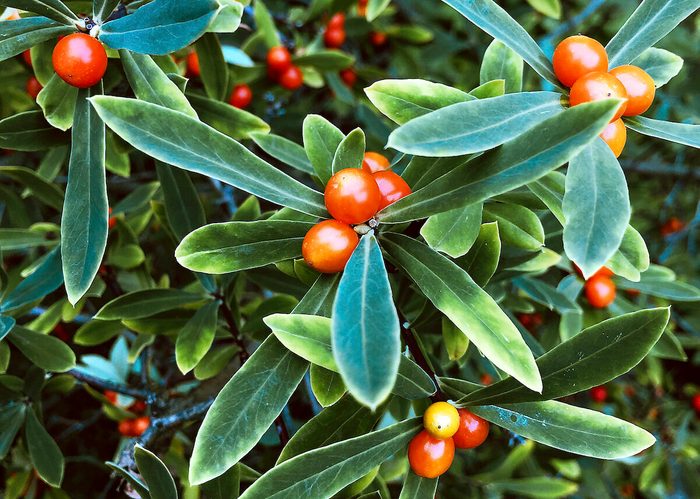 Plant,texture.,silver,buffaloberry,(shepherdia,argentea),green,leaves,and,orange plants with red berries
