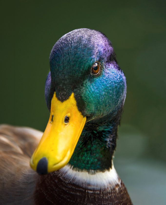 Close Up,of,male,mallard,head,and,beak