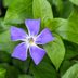 What Are Invasive Plants—And How to Get Rid of Them