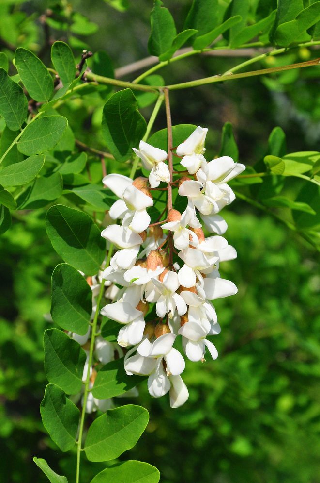 Black,locust,(robinia,pseudoacacia)