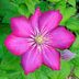 The Essential Guide to Growing Clematis Vines