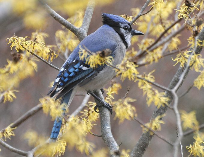 blue jay in witch hazel