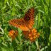 Plant a Prairie Garden in Your Backyard