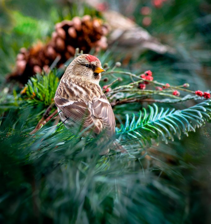 Common Redpoll Bird Close Up.