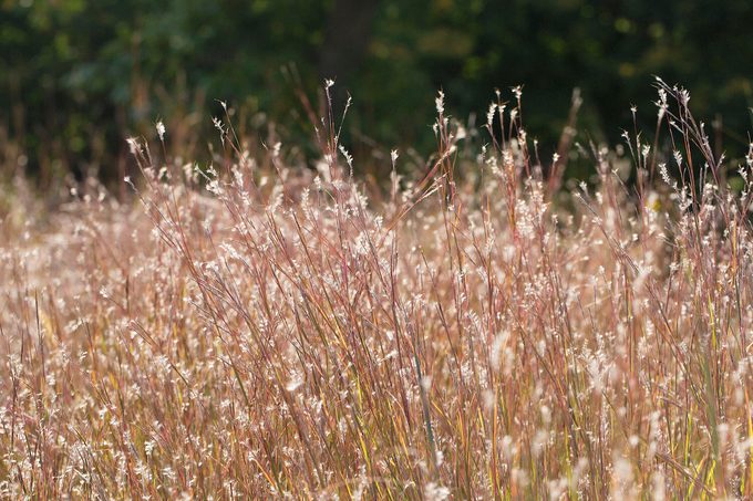 Schizachyrium Scoparium Grass.