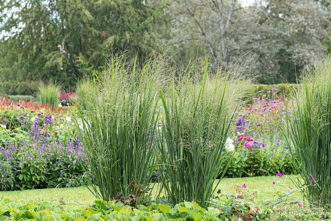 Switchgrass (panicum Virgatum 'northwind') prairie garden