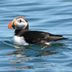 7 Fascinating Facts About Puffins