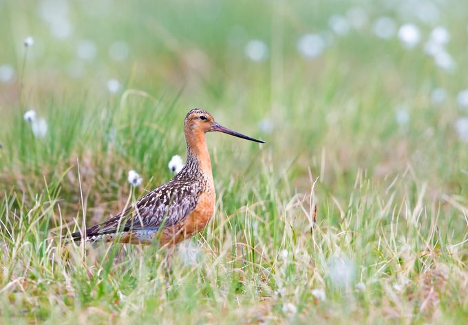Bar Tailed Godwit Nome Ak June 2017 E1u0363 Jun 2017