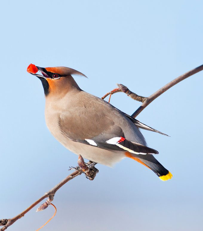 Bohemian Waxwing 9884