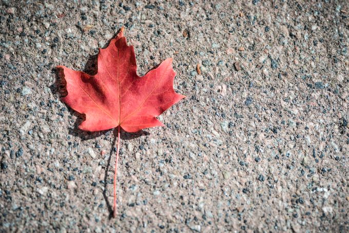 7 Fascinating Maple Tree Facts You Should Know