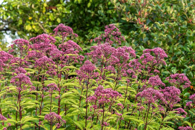 Eupatorium Blooms In The Garden