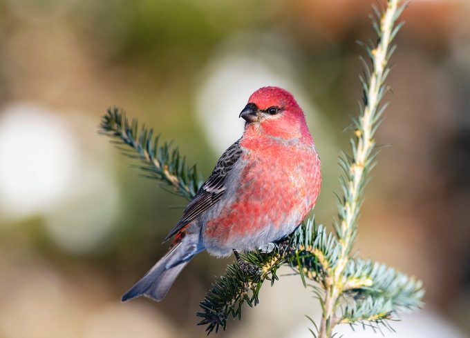 Pine Grosbeak In Winter, Male Perching