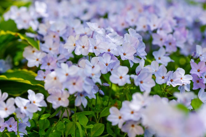 Blue flowers of Phlox stolonifera ‘Blue Ridge’ in a garden