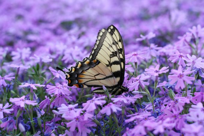 12 Ground Cover Ideas for Your Backyard