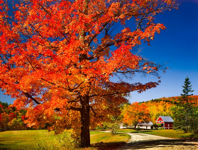 vibrant autumn maple tree, country road and Vermont countryside