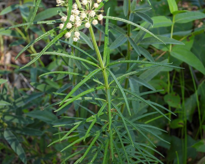 Asclepias verticillata (Whorled Milkweed) Native North American Prairie Wildflower