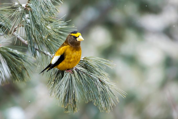 Evening Grosbeak, Coccothraustes Vespertinus
