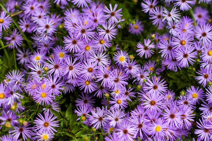 Fall Aster