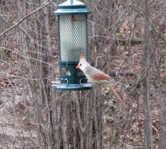 white cardinal