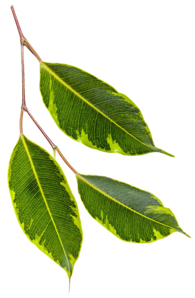 Pw Weepingfig Cling On Ficus Benjamina Anastasia Macro 01 0, indoor trees