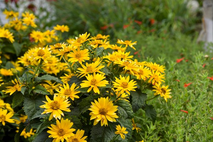 Pw Heliopsis Tuscan Gold Apj20 5