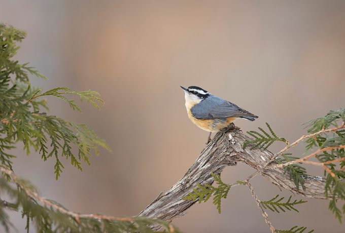 Red Breasted Nuthatch Marquette Mi Bz202052