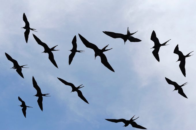 Great Frigatebird (fregata Minor)