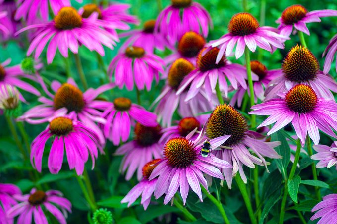 Echinacea,purpurea,flowering,coneflowers,,group,of,ornamental,medicinal,plants,in