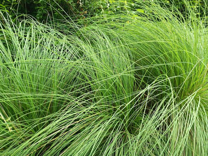 Carex,rosea,is,a,species,of,grass Like,plant,that,belongs