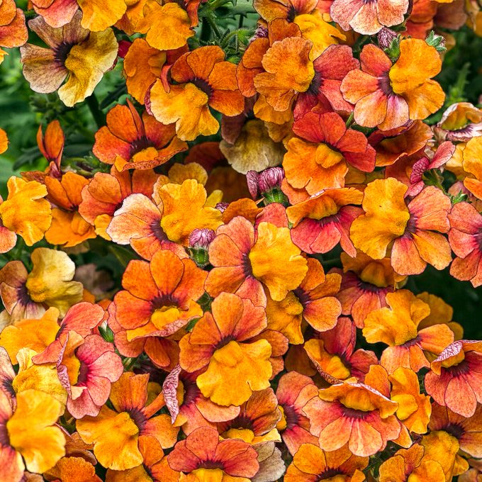 Sunsatia Blood Orange Tagimage
