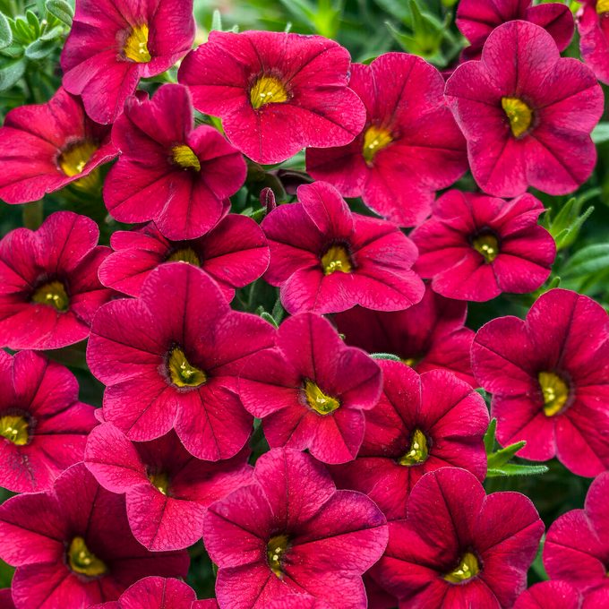 Superbells Red Improved Tag