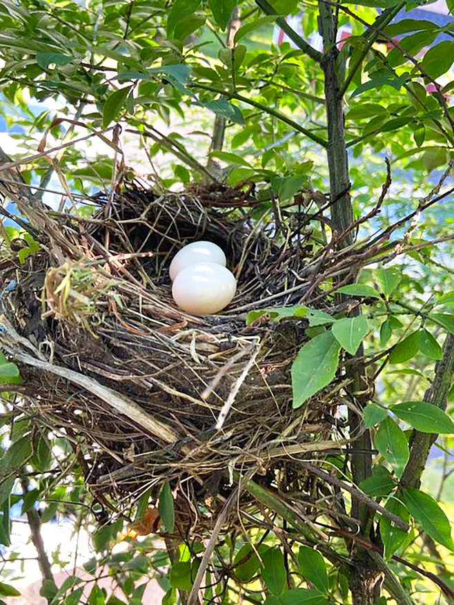 mourning dove nest with two eggs