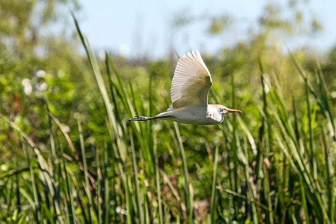Cattle Egret In Flight